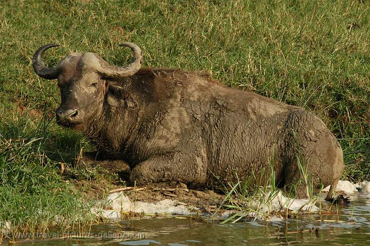 a Cape Buffalo after a mud bath