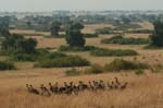 vultures on a carcass