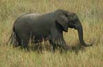 elephant in the grass