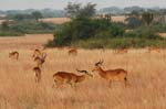 Uganda Kob, a sort of Antelope