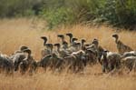 vultures on a carcass