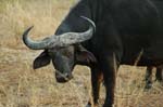 a Cape Buffalo at close range