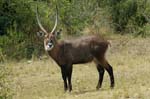 Waterbuck are plentiful in the park