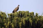 a vulture rests in a Euphorbia tree