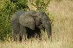 muddy elephant in the grass