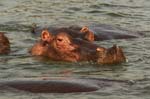 a Hippo in the Kazinga Channel
