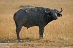 a Cape Buffalo after a mud bath