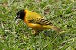 a Masked weaver bird