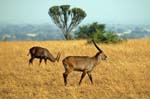 a couple of Waterbuck