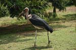 Marabou Stork (Leptoptilos crumeniferus)