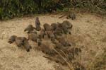 Egyptian Mongoose (Herpestes ichneumon)