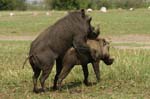 mating Warthogs