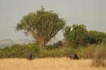 large Euphorbia trees