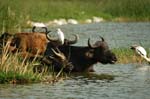 Buffaloes and Egrets at the banks of the Kazinga Channel