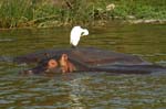 Egret and Hippos in the Kazinga Channel