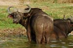 Buffaloes at the banks of the Kazinga Channel