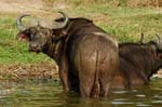 Buffaloes at the banks of the Kazinga Channel