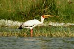 a Yellow- Billed Stork (Mycteria ibisa)