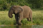 elephant coming for a drink