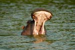 a yawning Hippo in the Kazinga Channel