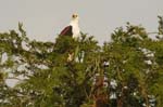 Fishing Eagle