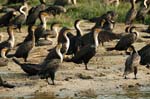 cormorants on the river bank