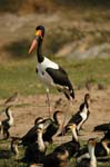Saddle-billed Stork (Ephippiorhynchus senegalensis) and Cormorants