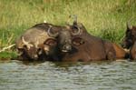 Buffaloes at the banks of the Kazinga Channel