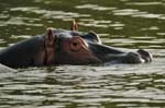 a Hippo in the Kazinga Channel