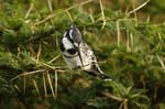 a Pied Kingfisher