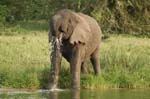 elephant coming for a drink
