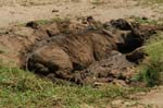 Warthog taking a mud bath