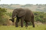 a big tusker male elephant