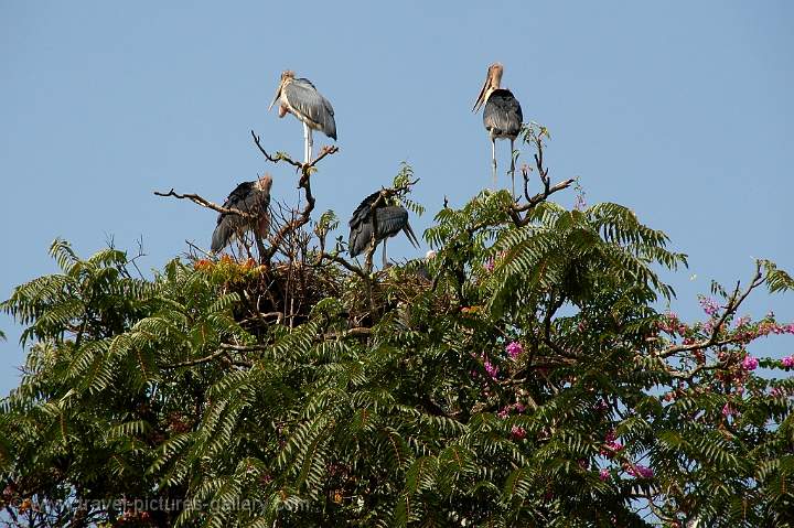 Marabou Storks nesting in a city tree