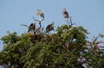 Marabou Storks nesting in a city tree