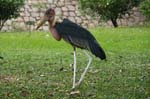 a Marabou Stork, (Leptoptilos crumeniferus)