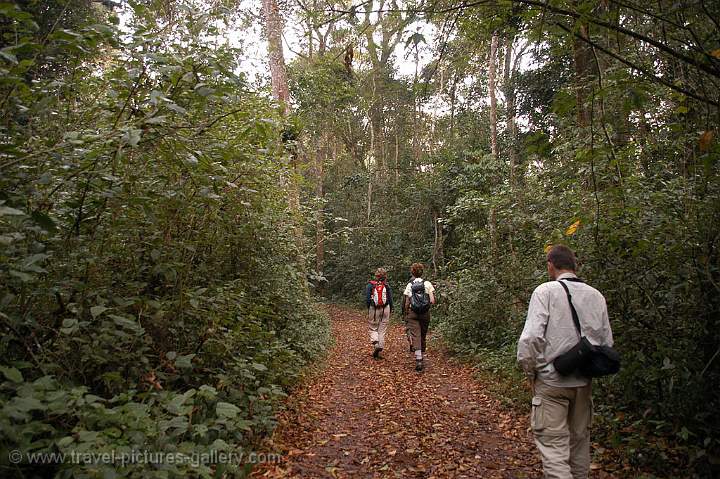 trekking in the Kibale Forest Primate Reserve
