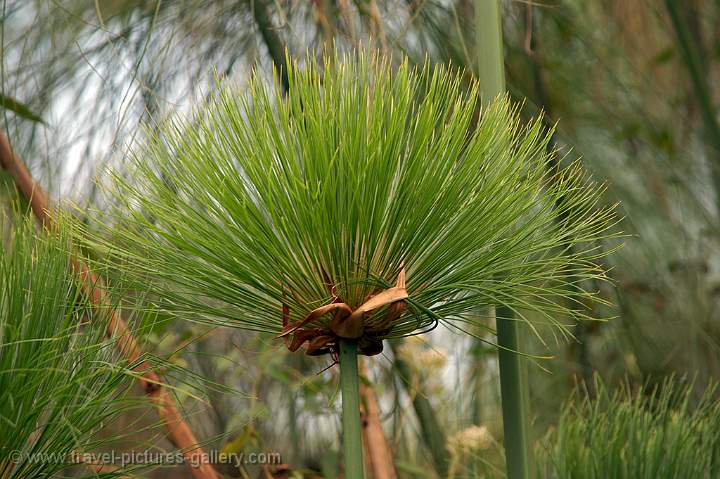 in the Papyrus forest