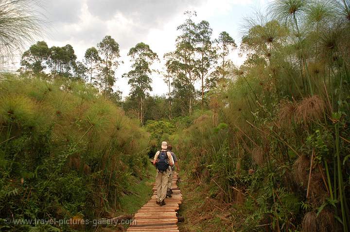 in the Papyrus forest