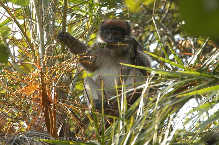 a Red Colobus Monkey (Procolobus badius)