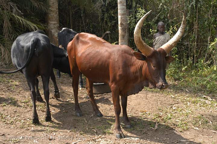 Ankole-Watusi Cattle (longhorn)