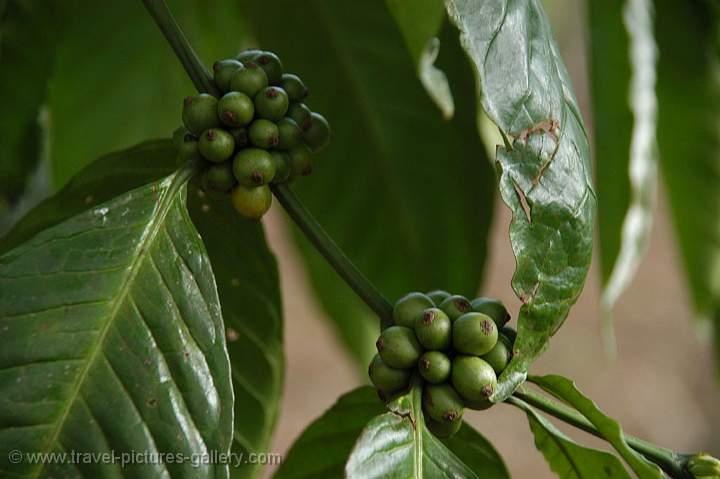 coffee plant and seeds