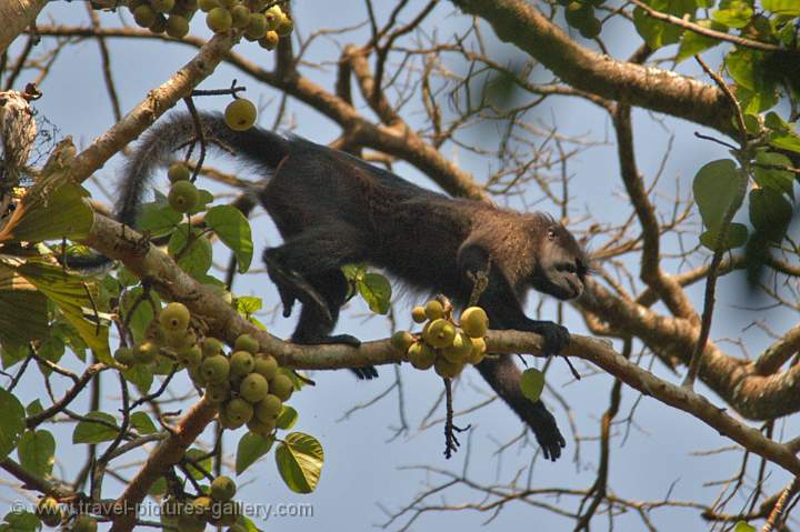 Red Colobus Monkey (Procolobus badius)