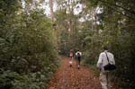 trekking in the Kibale Forest Primate Reserve