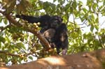 Chimpanzee in a wild fig tree, Kibale Forest Primate Reserve