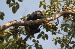 Chimpanzee in a wild fig tree