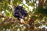 Chimpanzees are Kibale's main attraction