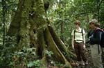 giant trees, Kibale Forest Primate Reserve