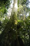 giant trees, Kibale Forest Primate Reserve
