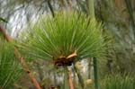 in the Papyrus forest